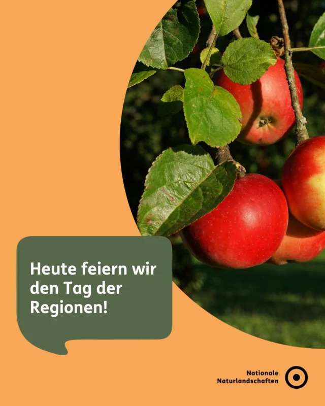 🧺 Wir feiern heute den Tag der Regionen! 🧺

Dieses Jahr steht der Tag, der durch den Bundesverband der Regionalbewegung e.V. (@tagderregionen) initiiert wurde, unter dem Motto ,,NAH versorgen - GUT für morgen". 🙂🍅

Die Nutzung von regionalen Produkten prägt die Verbundenheit zur Region, schafft Arbeitsplätze vor Ort und macht den ländlichen Raum attraktiver. 👨‍🌾

Deshalb setzt der Tag der Regionen dieses Jahr die Bedeutung der regionalen Produkte in den Fokus. 🌾💚

Wie häufig kaufst du regional ein?

#nnl #NationaleNaturlandschaften #TagderRegionen #regionaleProdukte #zukunftgestalten

📷 Fotos:
Streuobstwiese im Naturpark Schönbuch © VDN-Fotoportal/Luxfox; An der Schwarzen Elster im Naturpark Niederlausitzer Heidelandschaft (Wahrenbrück) © VDN-Fotoportal/Bernd Tanneberger; Äpfel im Naturpark Rheinland © VDN-Fotoportal/Ulrike Sobick; Süße Kirschen im Naturpark Schwarzwald Mitte/Nord © VDN-Fotoportal/Froschkoenig; Brotzeit im Naturpark Stromberg-Heuchelberg © VDN-Fotoportal/Matze; Spargel im Naturpark Rheinland © VDN-Fotoportal/Ulrike Sobick; Fischburger im Biosphärenreservat Flusslandschaft Elbe © Anja May; Kühle Getränke für Wanderer im Naturpark Schwarzwald Mitte/Nord © VDN-Fotoportal/Annett Paul