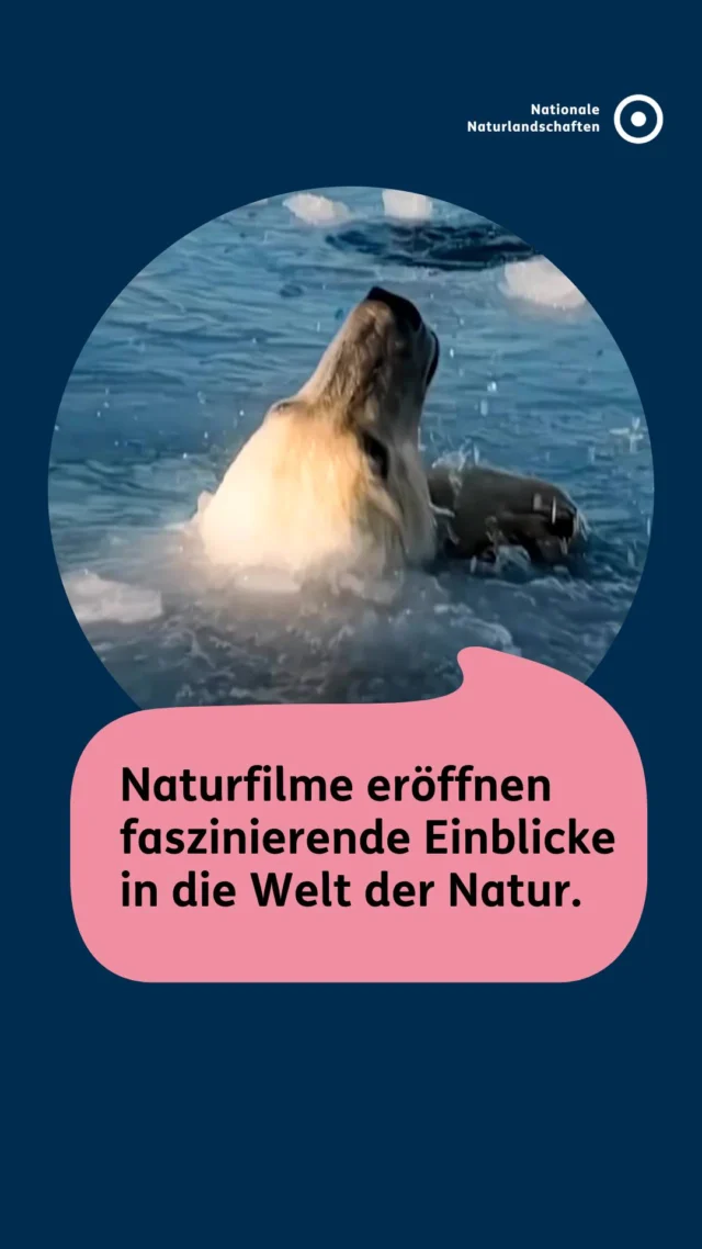 Sie berühren, überraschen und verändern Perspektiven. 🌿🎬

Naturfilme zeigen mehr als beeindruckende Landschaften und seltene Tierarten. Sie machen sichtbar, was oft verborgen bleibt, eröffnen faszinierende Einblicke in die Welt der Natur und erzählen Geschichten, die uns ihre Schönheit, Vielfalt und Verletzlichkeit näherbringen. ✨

Sie lassen uns in Lebensräume eintauchen, die wir sonst vielleicht nie erleben würden, schaffen Verständnis für ökologische Zusammenhänge und zeigen, warum der Schutz unserer natürlichen Lebensgrundlagen so wichtig ist. 🌍💚

Genau deshalb zeichnet der Deutsche NaturfilmPreis herausragende Natur- und Umweltfilme aus und macht ihre Geschichten einem breiten Publikum zugänglich. 🏆🎥

Jedes Jahr werden aus rund 100 eingereichten Filmen zwölf herausragende Produktionen für den Deutschen NaturfilmPreis nominiert. Eine unabhängige Jury aus Filmschaffenden, Medienprofis und Vertreter*innen des Naturschutzes wählt die Filme aus. Auch das Publikum ist gefragt und kann für seinen Favoriten abstimmen. 🎬🗳️

📍 Verliehen wird der Deutsche NaturfilmPreis im Rahmen des Darßer NaturfilmFestivals auf Fischland-Darß-Zingst. Mitten in der beeindruckenden Landschaft des Nationalparks Vorpommersche Boddenlandschaft können Besucher*innen dort herausragende Natur- und Umweltfilme erleben, mit Filmschaffenden ins Gespräch kommen und ein vielfältiges Rahmenprogramm entdecken. 🌾🦅

💬 Welcher Naturfilm ist euch besonders in Erinnerung geblieben?

#nationalenaturlandschaften #NNL #umweltverstehen #DarßerNaturfilmFestival #Naturfilm #DeutscherNaturfilmPreis 
@deutscher.naturfilmpreis 

🎬 Trailer Naturfilmpreis 2026 © Deutsche NaturfilmStiftung gGmbH