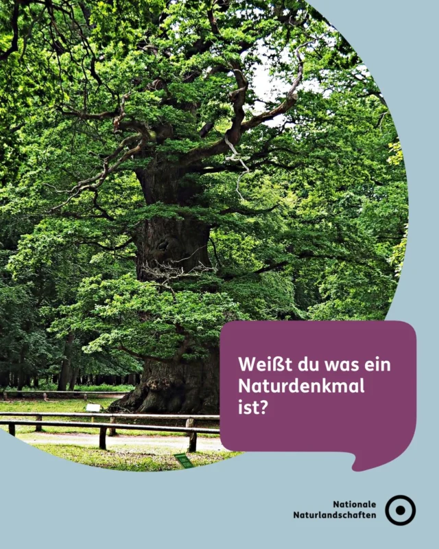 🪨 Was ist eigentlich ein Naturdenkmal? 🪨

In Deutschland gibt es viele kulturelle Denkmäler doch daneben gibt es auch Denkmäler, die wachsen und leben: Naturdenkmäler. 🌱

Uralte Bäume, Felsformationen, Quellen oder Findlinge können auch unter besonderem Schutz stehen, da sie selten, prägend fürs Landschaftsbild oder ökologisch wertvoll sind. 🌳🏞️

Es gibt bestimmt auch ein Naturdenkmal in deiner Nähe! Hast du schon einmal eines besucht? 🙂💚

#nnl #nationalenaturlandschaften #naturdenkmal #vielfaltbewahren #naturerleben

📷 Fotos:
Große Eiche im Ivenacker Tiergarten im Naturpark Mecklenburgische Schweiz und Kummerower See © VDN-Fotoportal/Ruth Reheuser; Dreimühlen Wasserfall im Naturpark Südeifel © VDN-Fotoportal/Linda Grafmüller; Naturdenkmal Prosterath im Naturpark Saar-Hunsrück © VDN-Fotoportal/nobbyNic; Rauher Kulm im Naturpark Oberpfälzer Wald © VDN-Fotoportal/Brezina Peter; Sonnenaufgang an den Externsteinen im
Naturpark Teutoburger Wald/Eggegebirge © VDN-Fotoportal/Petra Leusmann