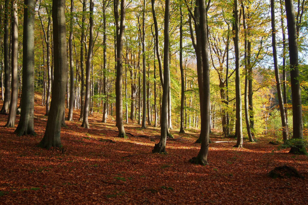 Die Sonne scheint von links durch die Stämme des herbstlichen Buchenwalds. Der Boden ist mit roten Laub übersät.