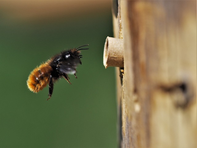 wild-bee_andrealeni_pixabay