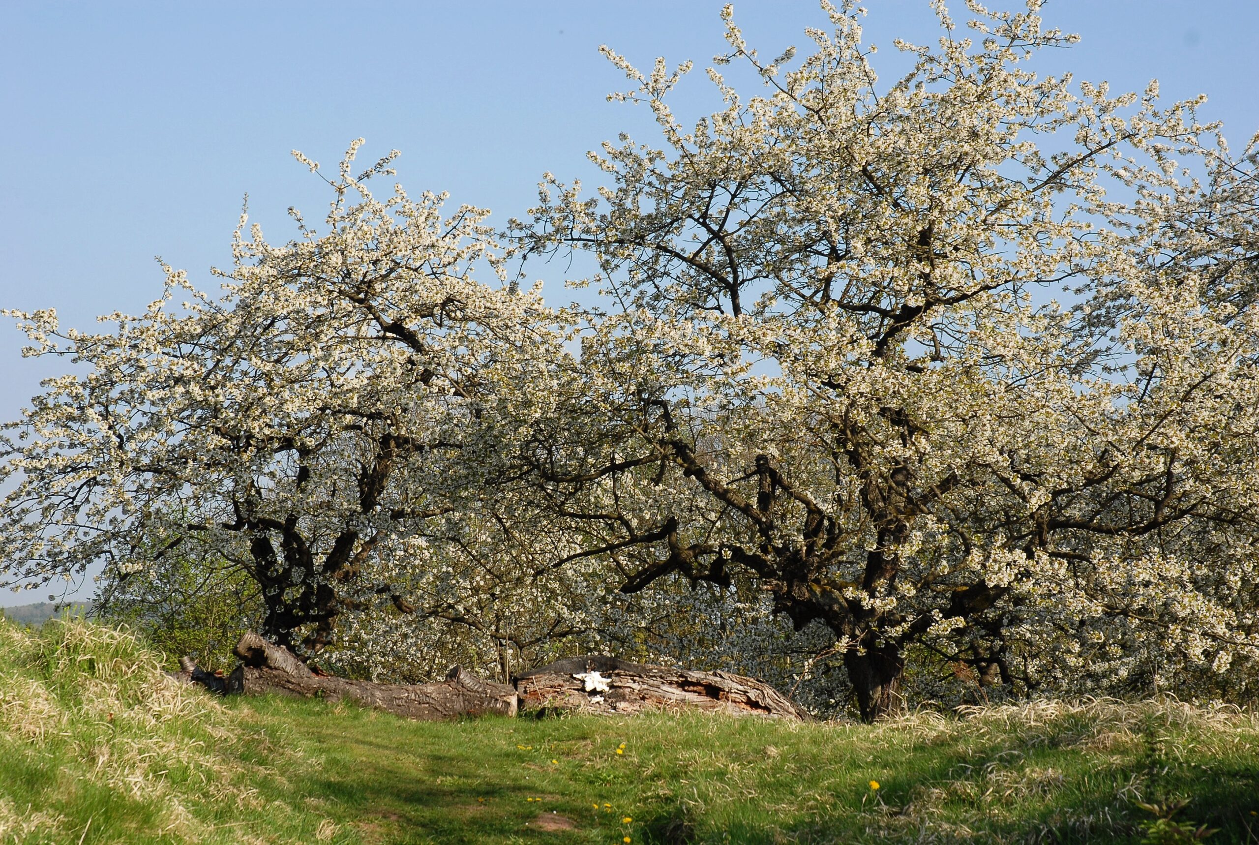 Alte Streuobstwiesen bilden Blütenmeere