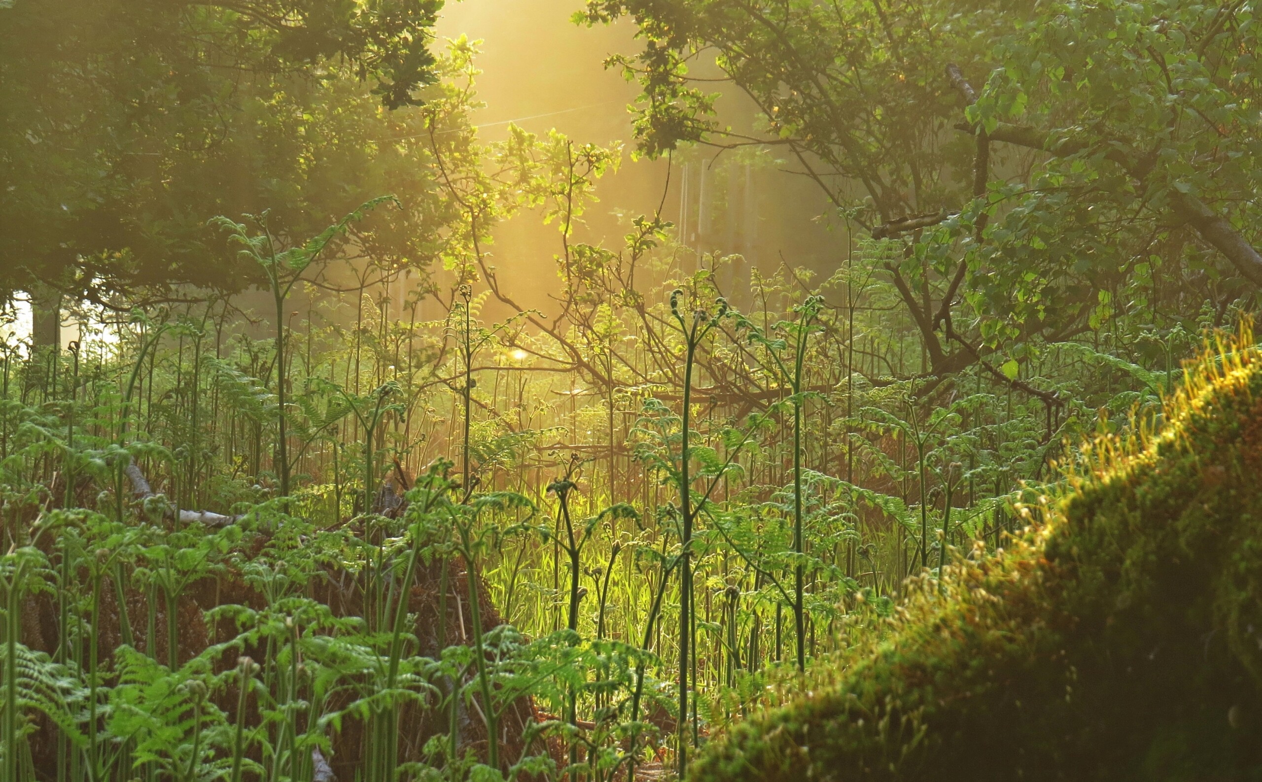 Urwald Sababurg