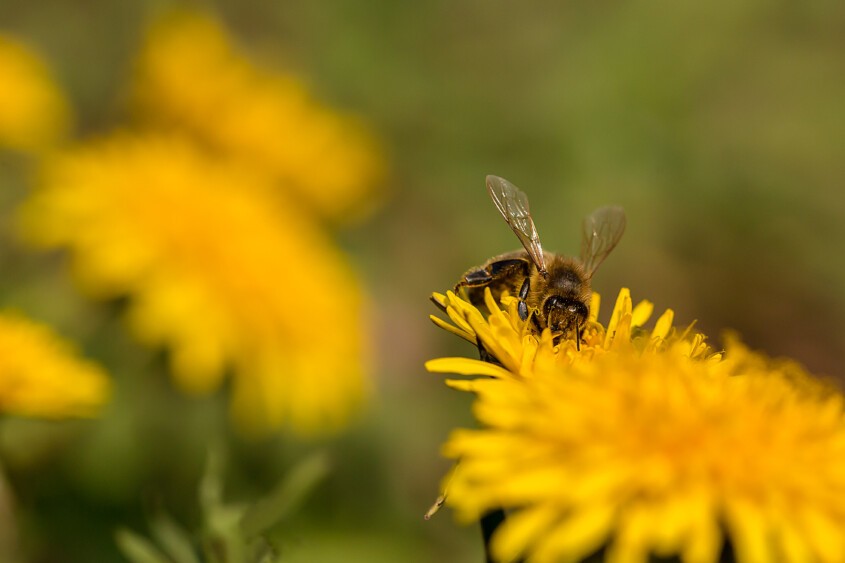 Lebensräume für Wildbienen